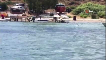 Sahil Güvenlik öldürülen köpek balığıyla ilgili harekete geçti