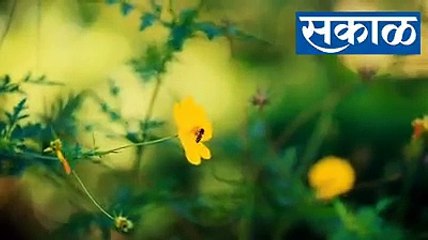 लॉकडाउनमधली 'त्याची' चारोळी आणि 'तिचं' गाणं; एकदा पाहाच रिफ्रेश व्हाल! | Esakal