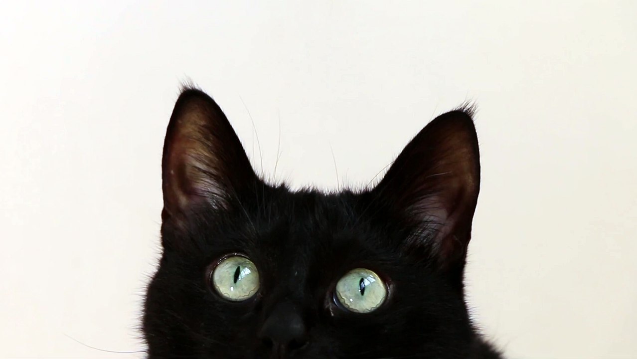 Cute Black Cat