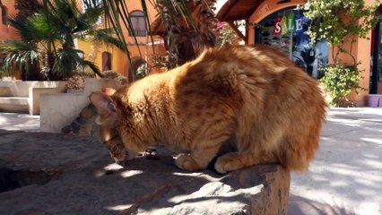 Don't mind me Just eat little Kitty