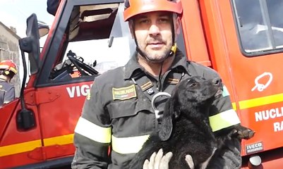 Video herunterladen: Vittoria (RG) - Cucciolo di cane cade in un pozzo: salvato dai Vigili del Fuoco (29.05.20)