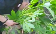 Lettere (NA) - Scoperta piantagione di marijuana sui Monti Lattari (29.05.20)