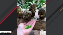 Stop What You Are Doing And Watch World's Smallest Monkeys Eat Peas