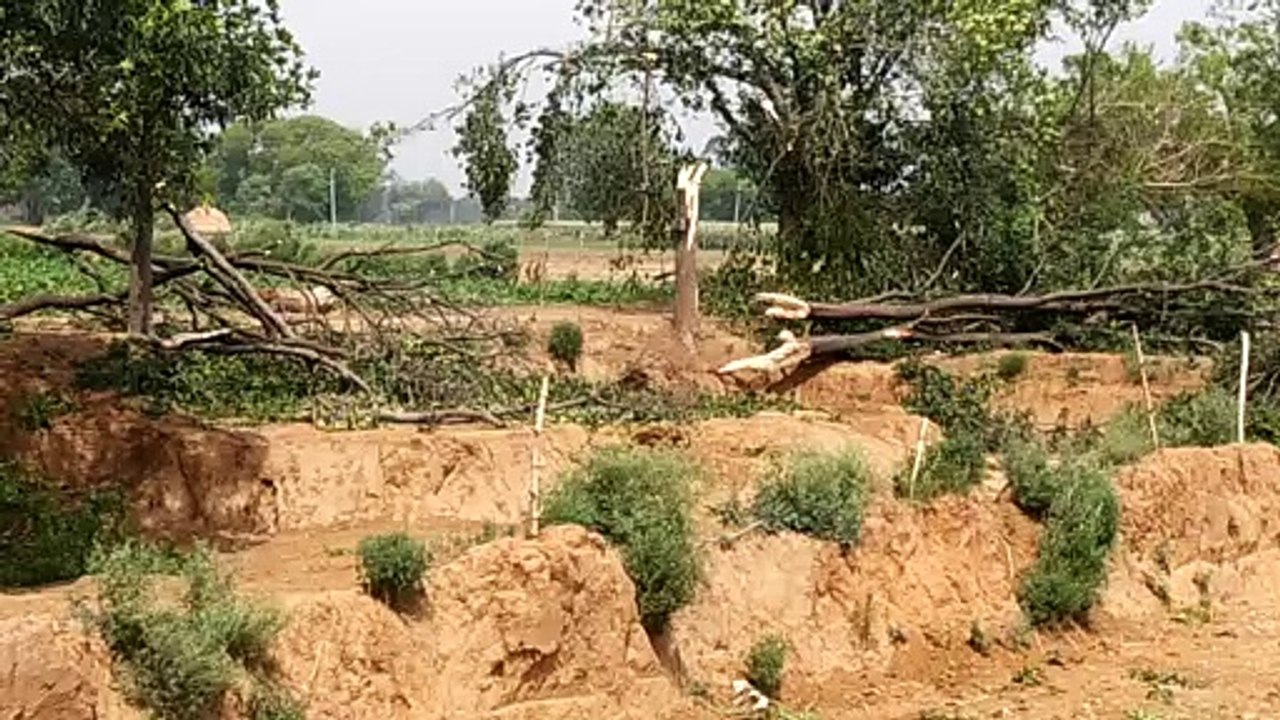 तेज आंधी ने ज़मीन से पेड़ तक उखाड़े,आंधी के बाद दिखा तबाही का मंजर