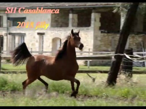 Pouliche pur sang arabe de 2018, SH Casablanca.