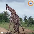 Ces deux girafes sont coincées dans une drôle de position !