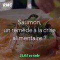 Le saumon, un remède à la crise alimentaire ?