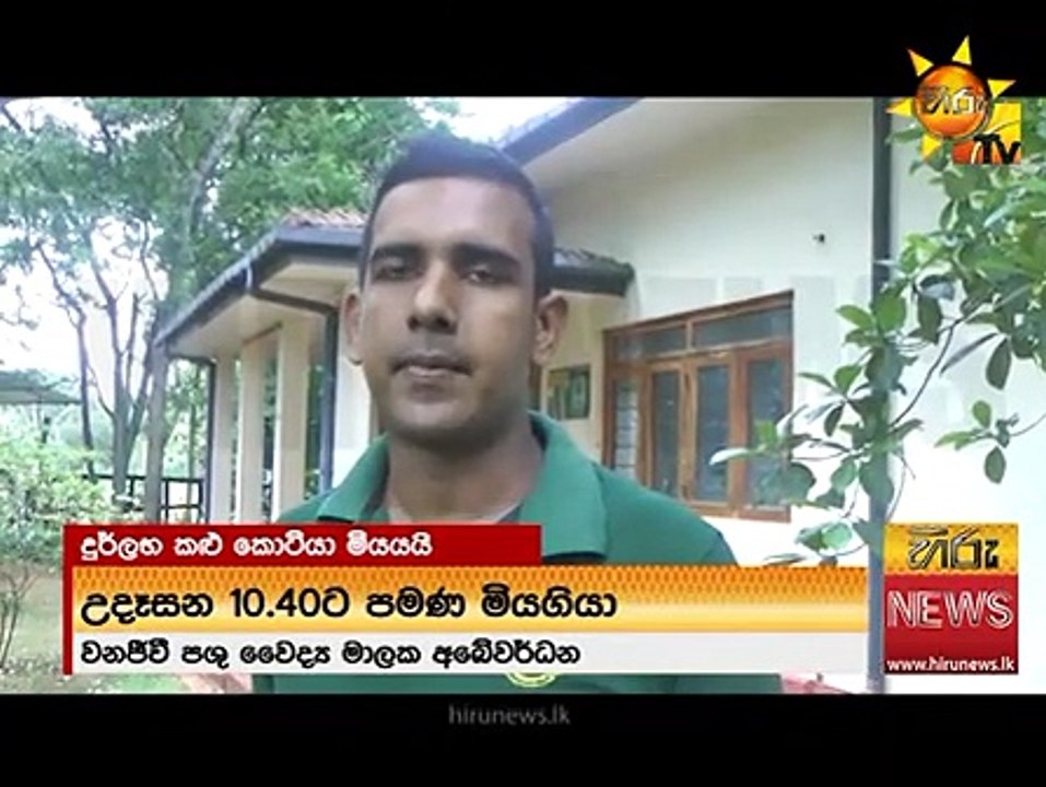දුර්ලභ කළු කොටියාගේ දුක හිතෙන අවසන් හෝරාව