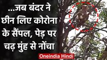Meerut में बंदरों ने लैब टेक्निशियन से छीन लिए कोरोना मरीजों के सैंपल, देखे VIDEO | वनइंडिया हिंदी