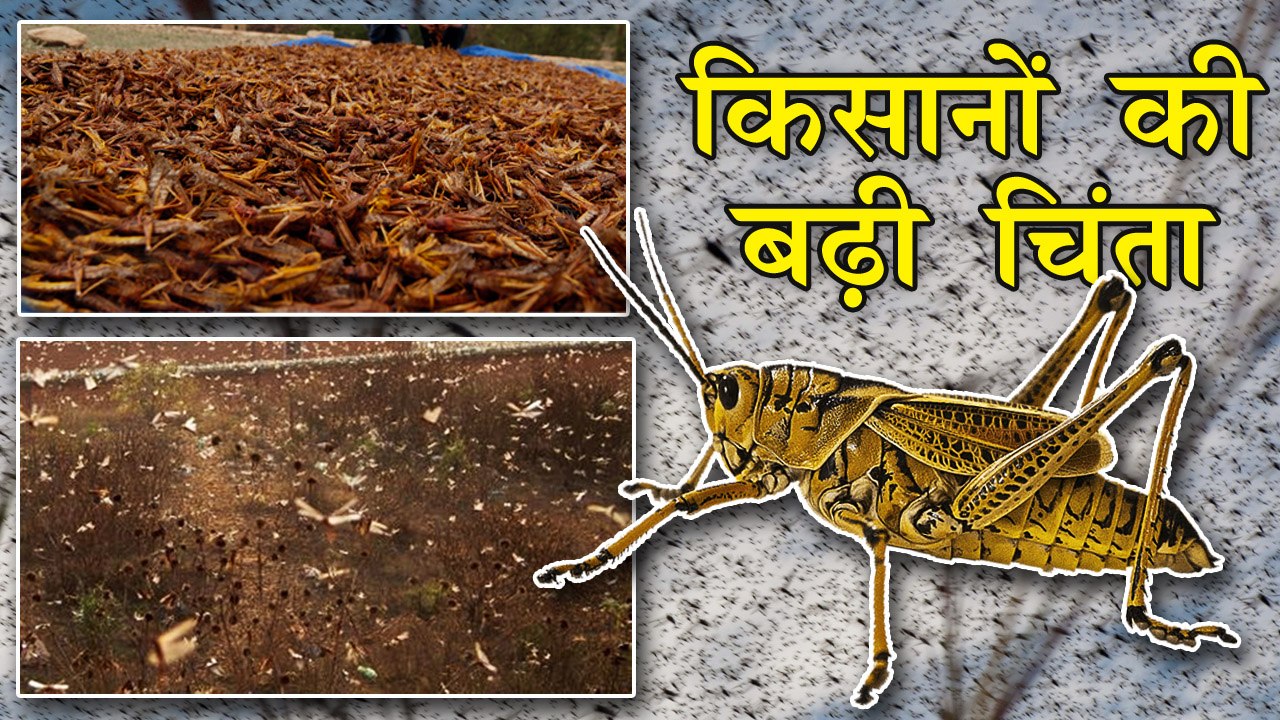 देशभर में टिड्डी दल हुए आक्रमक