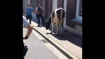 Un vache dans les rues de Mouscron - 29 mai 2020.