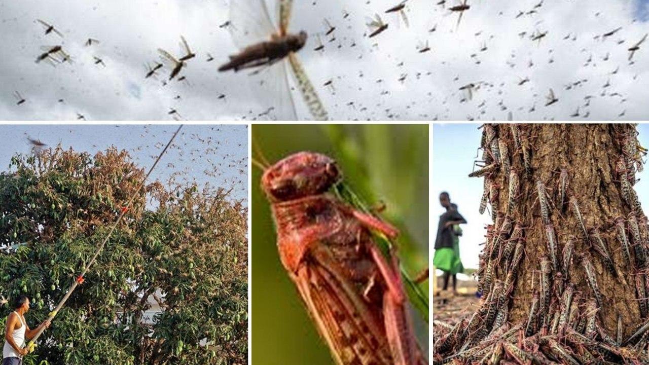 Locust Swarms How Much They Can Eat And Damage video Dailymotion
