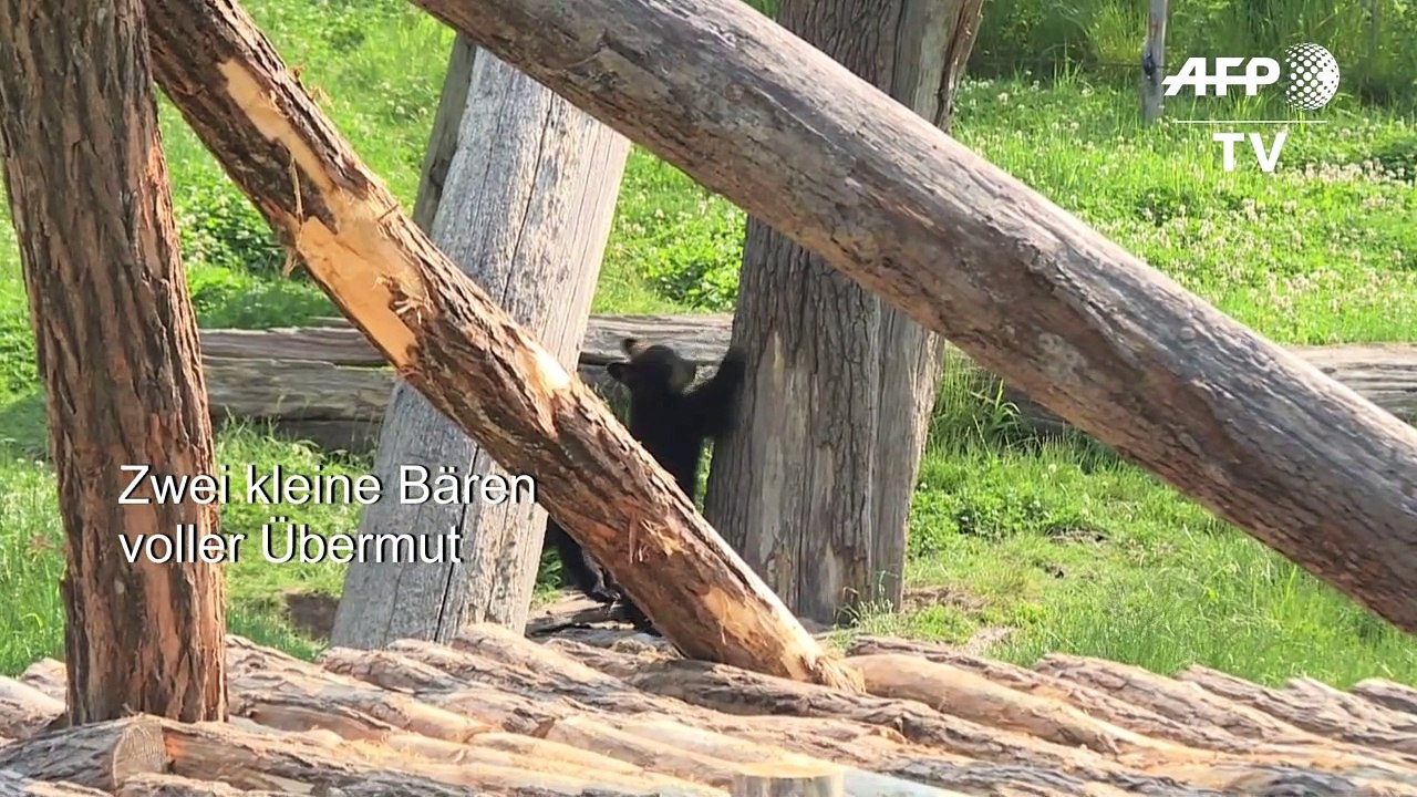 Bärenstark: jungtiere erkunden freigehege in französischem tierpark
