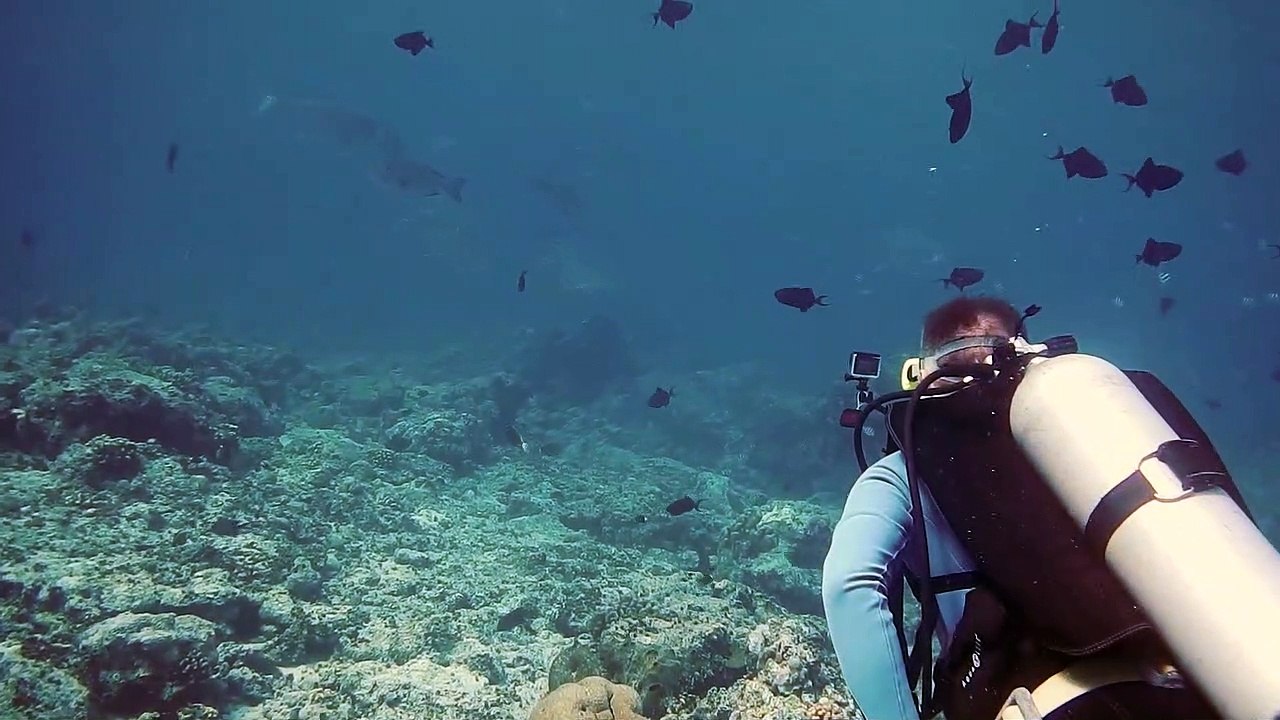 Beauty Under The Sea