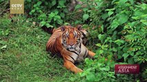 Thai Tiger Temple Defends Itself Amid Controversy