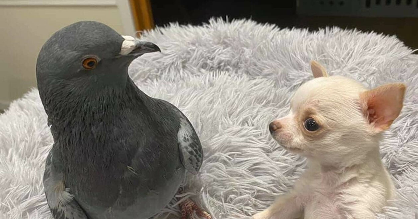 Lundy le chihuahua et Herman le pigeon, deux amis inséparables
