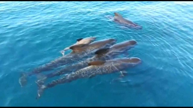 Avistados un centenar de delfines calderón negro en la Costa Brava.