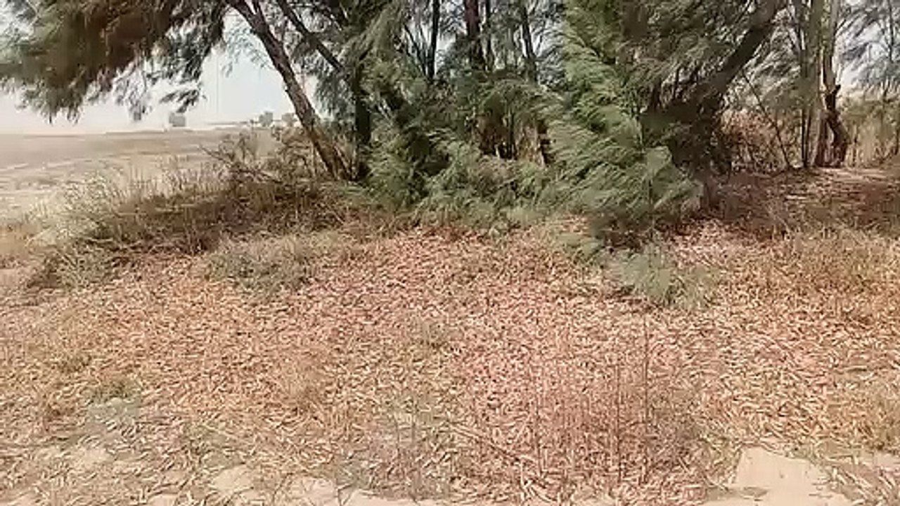 District administration jhang , operation to combat the attack of  locust  is successfully completed