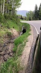 Bear Could Care Less About The People Passing By