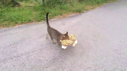 Il surprend son chat avec la peluche des voisins dans la gueule