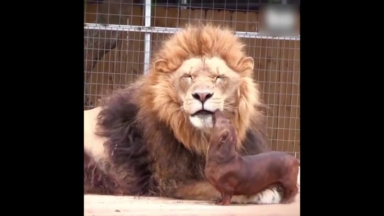 Chien dentiste, ce teckel nettoie les crocs d'un lion