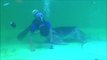 Une tortue vient demander des calins à un plongeur qui nettoie son aquarium