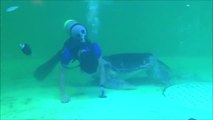 Une tortue vient demander des calins à un plongeur qui nettoie son aquarium