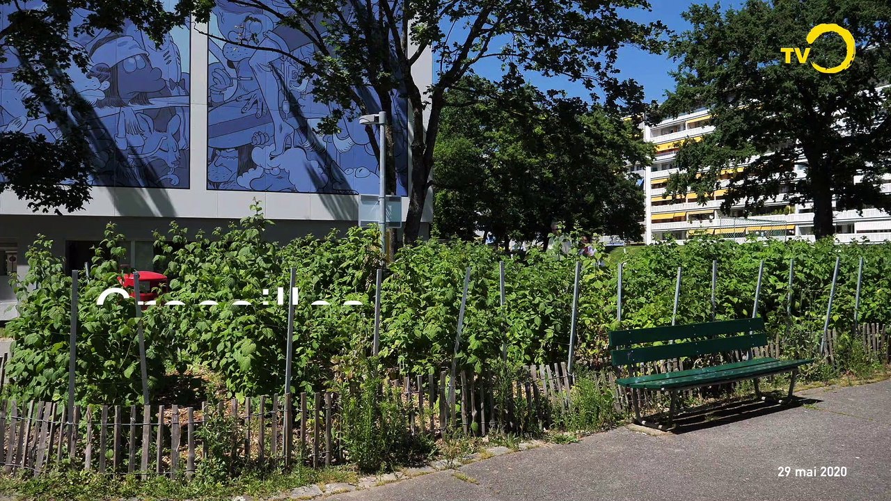 Sans commentaire: cueillette sauvage à Onex