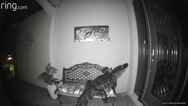 Cet alligator a cru que cette tortue de mer en métal sur le palier de la porte était réelle, et il voulait l’attraper pour le manger.