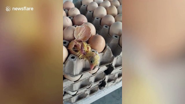 Chick dodges the saucepan and HATCHES from egg on shop shelf
