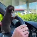 Teacup Chihuahua Pup Peeks Past Steering Wheel