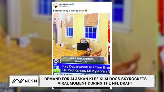 Demand for Alaskan Klee Klai Dogs Skyrockets Bill Belichick’s Dog Goes Viral On NFL Draft Night