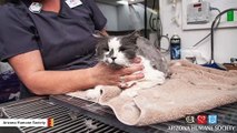 Cat Goes Through Amazing Transformation, Gets Promptly Adopted