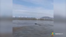 mqn-Video- cocodrilo sorprende a surfistas en playa de Tamarindo-290520