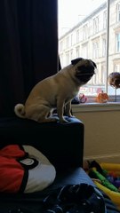 Pug Takes Coasters and Waves them to Taunt Owner