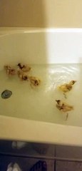 Duckling Bathtime Zoomies!