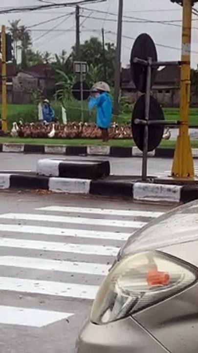 Flock of Ducks Follow Shepherd Across Street