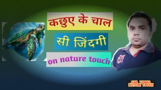 turtle nature videos/turtle natural Life/turtle natural food/कछुए की दुनिया/nature touch/By Anil..17..