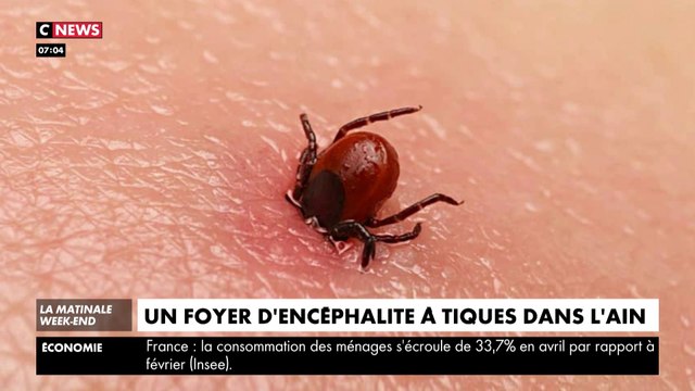 Un foyer d'encéphalite à tiques dans l'Ain