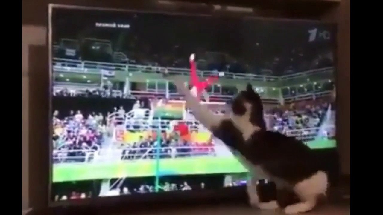 FUNNY CATS VIDEOS
