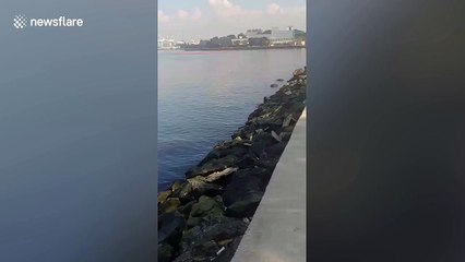 Notoriously polluted bay in the Philippines cleaner due to coronavirus lockdown