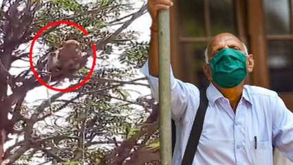 கொரோனா ரத்த மாதிரிகளை பிடுங்கி சென்ற குரங்குகள்... உ.பி.யில் அதிர்ச்சி