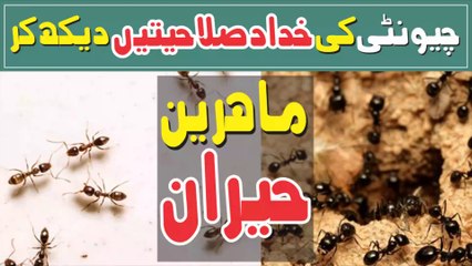 Scientists Discover Ants Use Memory