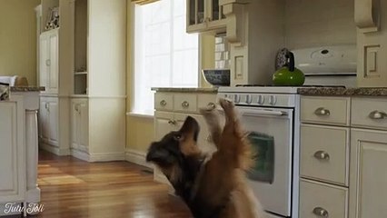 The German Shepherd and Her Pink Tutu By Tutu Joli