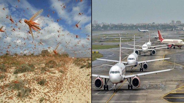 Locusts A Threat To Flights Whe Landing Or Taking Off Says DGCA