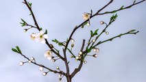 Plum Blossom(エリートスタイル)