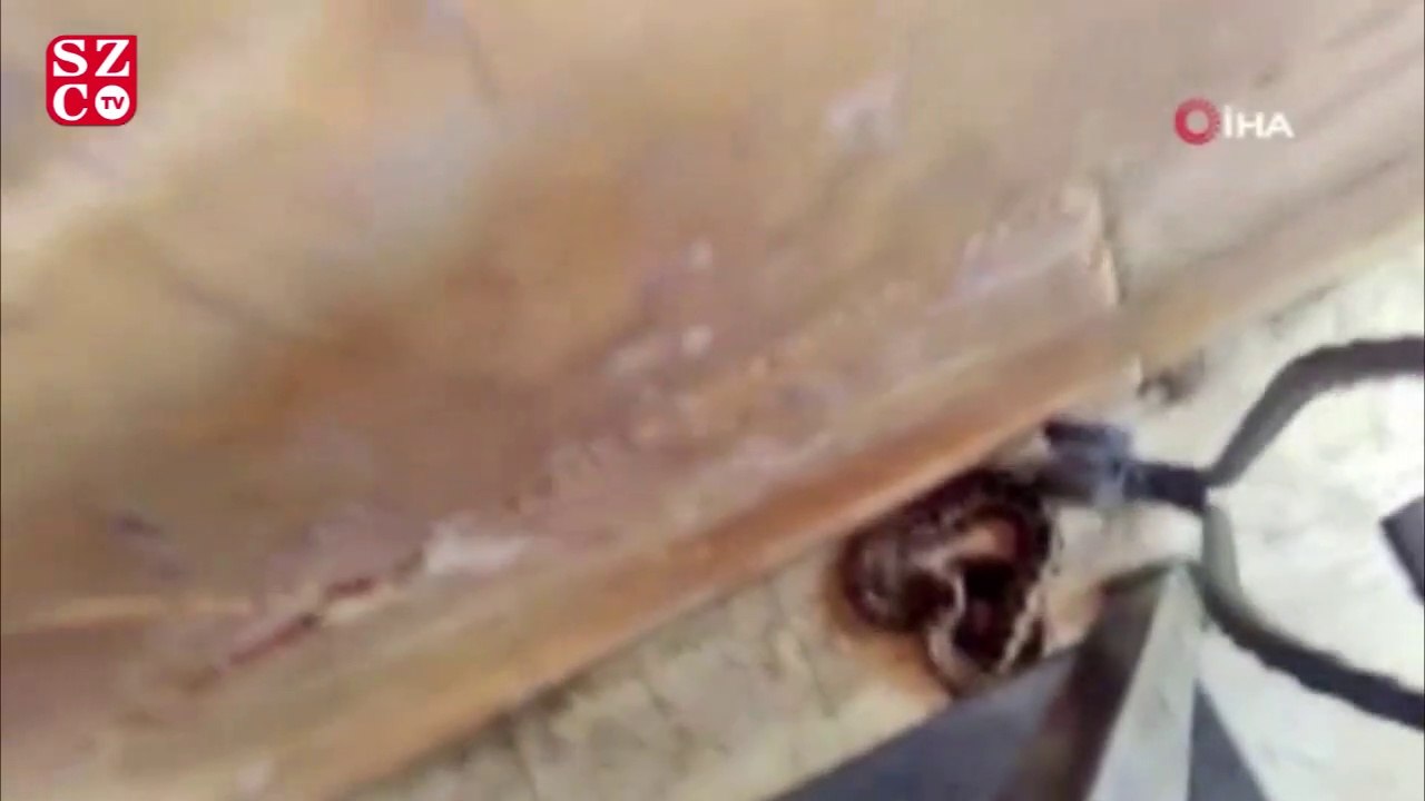 Köpeği huysuzlanınca fark etti, 1,5 metrelik engerek yılanını plastik kovayla yakaladı