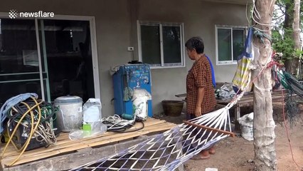 Thousands of caterpillars invade woman's home forcing her to leave