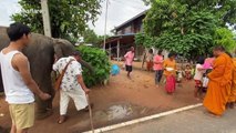 Rescue elephant helps to give donations to Buddhist monks