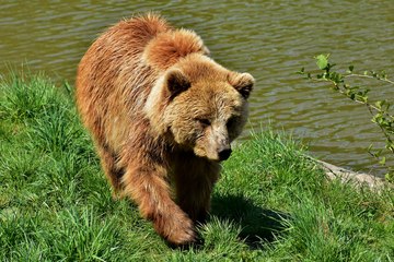 ¡Inaudito! El niño escapa tranquilamente del gigantesco oso